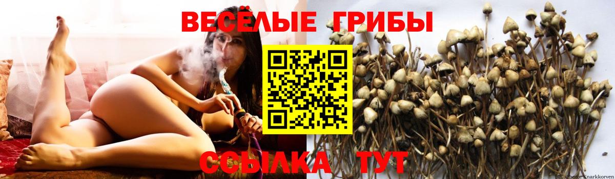 Псилоцибиновые грибы Psilocybe Минусинск